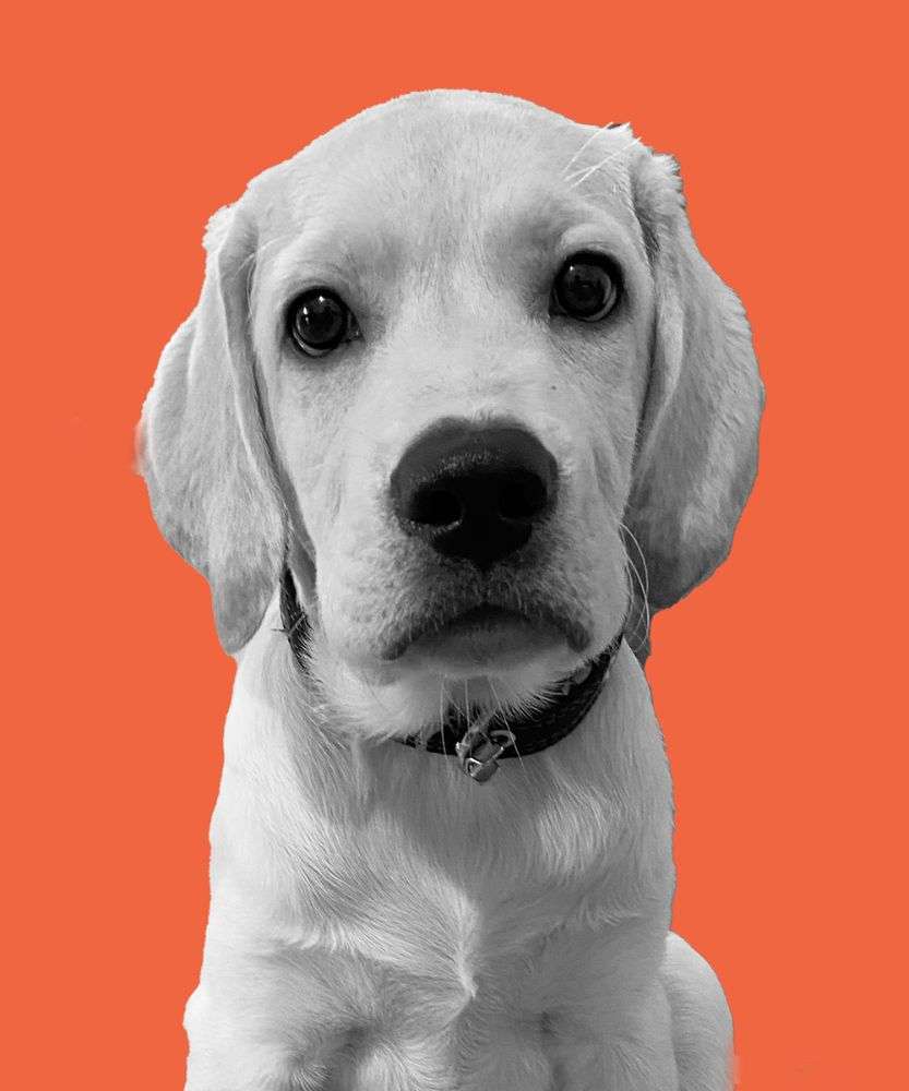 A Labrador retriever dog sitting on a chair in an office setting